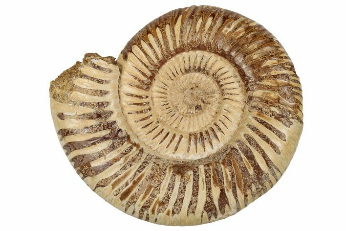5.8" Jurassic Ammonite (Perisphinctes) - Madagascar